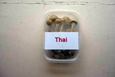 Mushrooms in Amsterdam: Rock On!