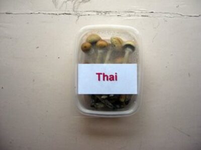 Mushrooms in Amsterdam: Rock On!