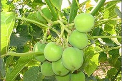 Turning Jatropha Plants Into Biodiesel=$$$ in India