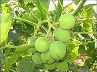 Turning Jatropha Plants Into Biodiesel=$$$ in India