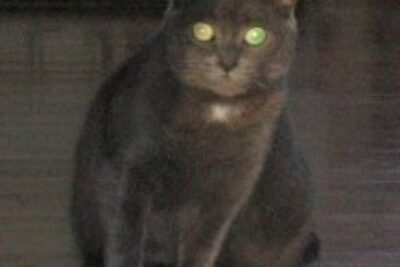 Photo from tonight’s class of Nora’s Cat