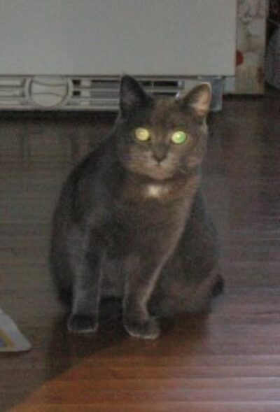 Photo from tonight’s class of Nora’s Cat