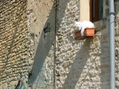 Cat Bird Seat in St. Pere