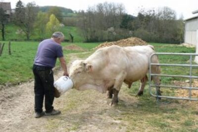 Meeting Perrier’s Pigs in Bazoches