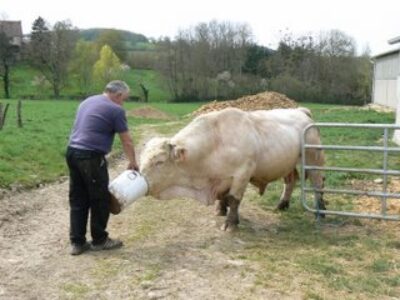 Meeting Perrier’s Pigs in Bazoches