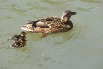 Tiny Ducks Getting Their Sea Legs