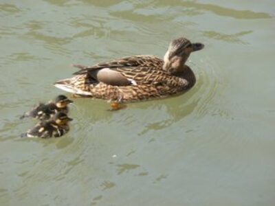 Tiny Ducks Getting Their Sea Legs