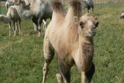 Bactrian camel in Fairfield, Montana