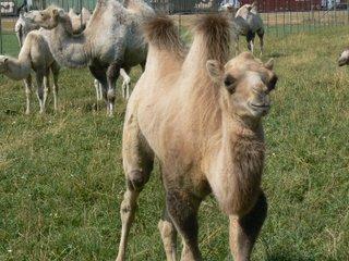 Bactrian camel in Fairfield, Montana