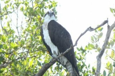 Osprey Eye View on the Indian River