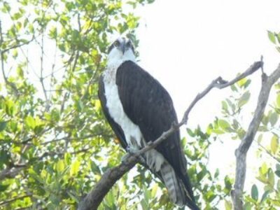 Osprey Eye View on the Indian River
