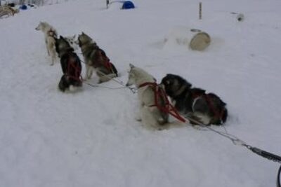 Dogsledding on Ile d’Orleans, Outside Quebec City