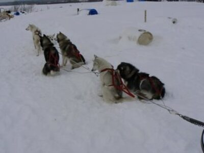 Dogsledding on Ile d’Orleans, Outside Quebec City