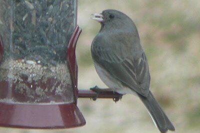 Junco Welcomes a Seed giveaway on Green Lane