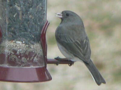 Junco Welcomes a Seed giveaway on Green Lane