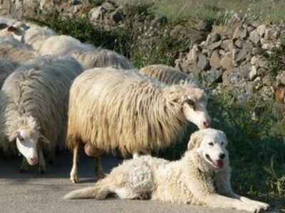 Sardinian Street Scene