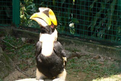The Great Hornbill, Sarawak’s Symbol