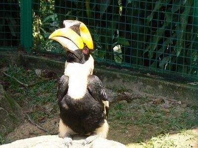 The Great Hornbill, Sarawak’s Symbol