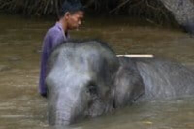 The Elephants of Kuala Gandah Pop to the Top