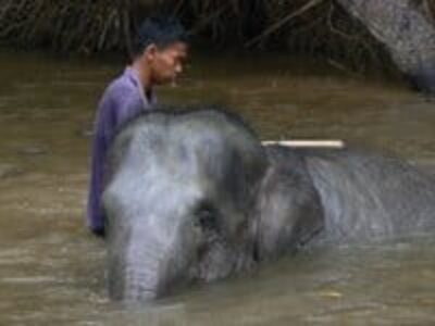 The Elephants of Kuala Gandah Pop to the Top