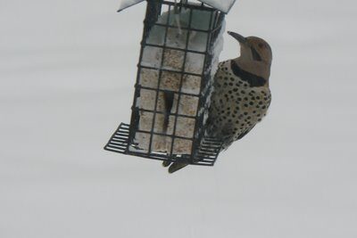 Eastern Flicker Chows Down on Suet in Holyoke