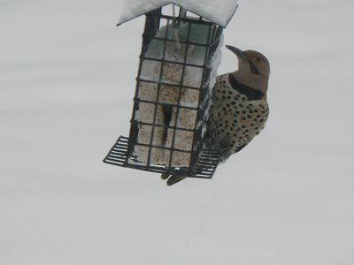 Eastern Flicker Chows Down on Suet in Holyoke