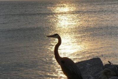 On Mobile Bay, Hurricanes Are a Regular Visitor