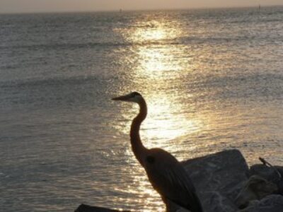 On Mobile Bay, Hurricanes Are a Regular Visitor