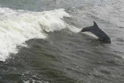 Once Again the Dolphin Sighting Guarantee Comes Through