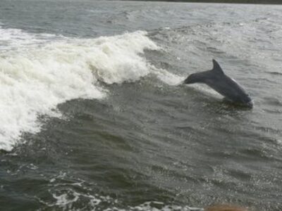 Once Again the Dolphin Sighting Guarantee Comes Through