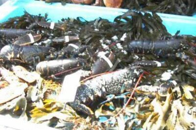 A French Market: Where Bizarre Shellfish Can be Found
