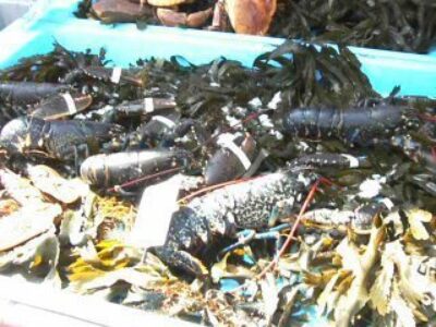 A French Market: Where Bizarre Shellfish Can be Found