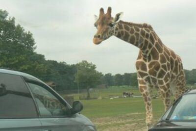 Giraffes Licking Our Car Gives Us a Thrill