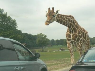 Giraffes Licking Our Car Gives Us a Thrill