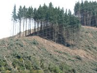 Denuded NZ Hillsides Shock the Tourists