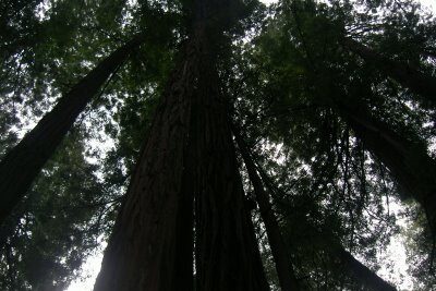 Trees in Muir Woods, Calif, in February 2006