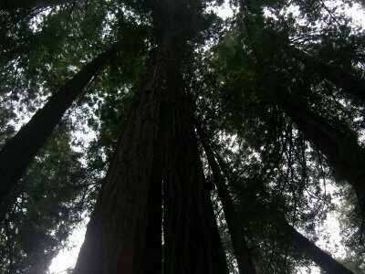 Trees in Muir Woods, Calif, in February 2006