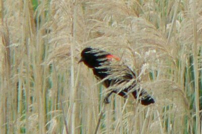 Red Winged Blackbird in Dennis