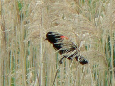 Red Winged Blackbird in Dennis