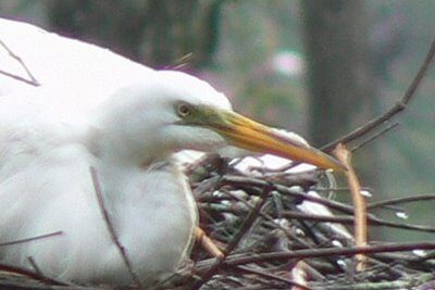 Egret in the Bayou, Orange Texas