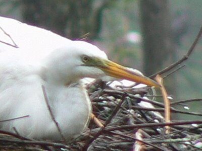 Egret in the Bayou, Orange Texas