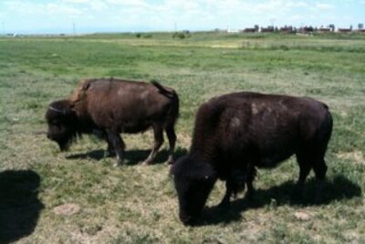 Cindy’s Guest Blogging from the Rodeo in Cheyenne