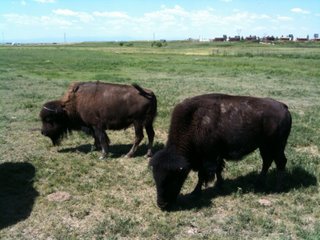 bison 776272