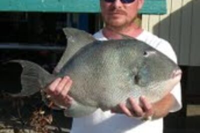 Try this Triggerfish…It’s Abundant and It’s Good!