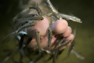 Letting Little Fish Nibble Your Skin is The Rage in KL