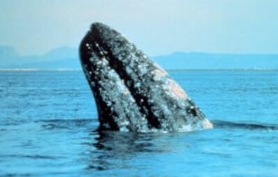 The Boat Is Lifted Out of the Water by the Whale