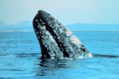 The Boat Is Lifted Out of the Water by the Whale