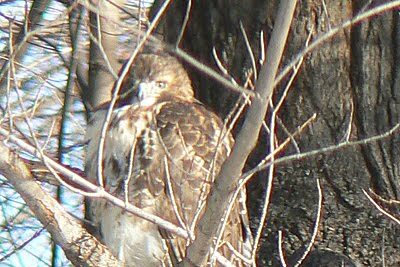 Hawk in Holyoke