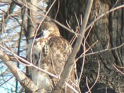 Hawk in Holyoke