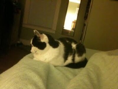 Mama Cat Appreciation Day